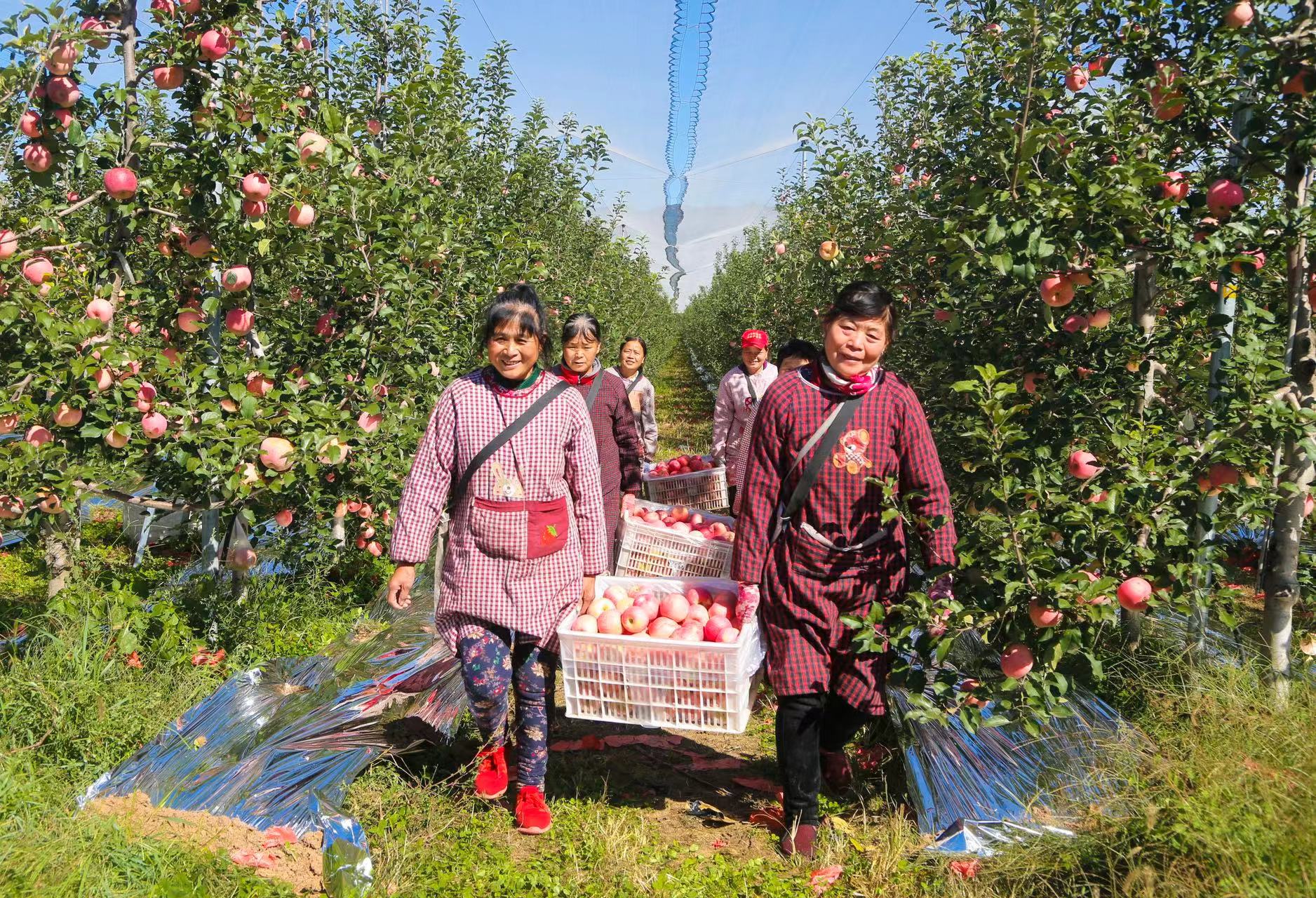 关于昭通苹果小镇新闻的信息-第2张图片-亚星国际官网