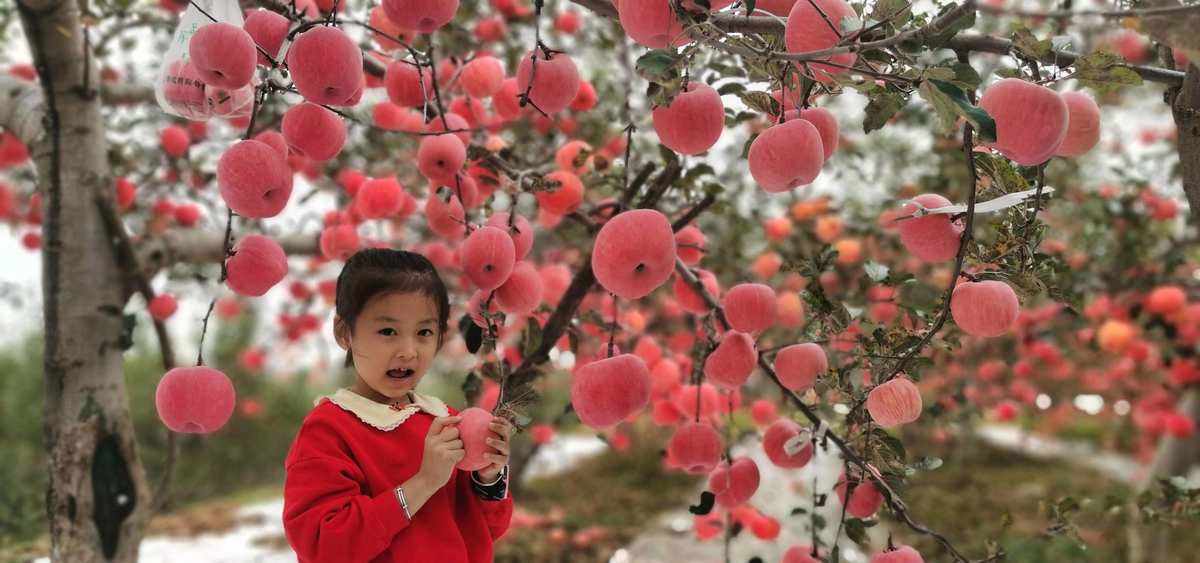 延安苹果客户端延安苹果交易客户端