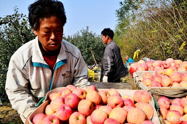 苹果苦瓜采摘新闻稿件采摘活动新闻稿正式一点