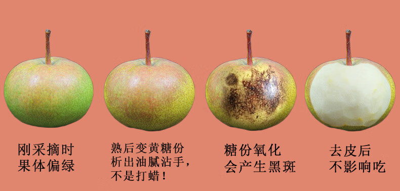 关于延边最早的苹果梨新闻报道的信息-第2张图片-亚星国际官网