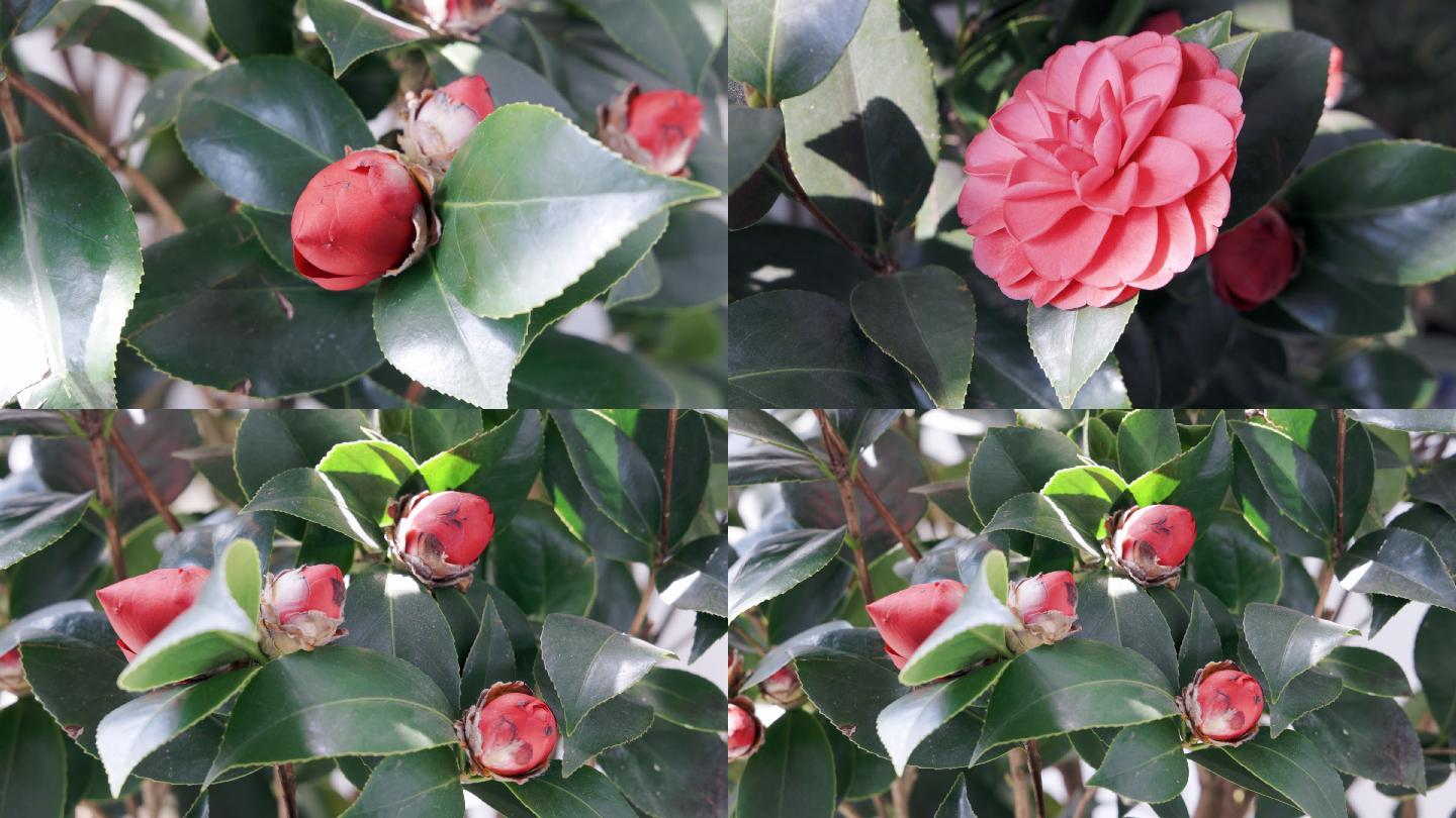 山茶视频苹果版山茶视频200去广告-第1张图片-亚星国际官网