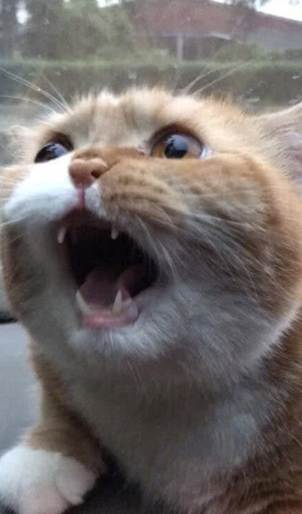 橙猫苹果版蓝猫官方ios版下载-第2张图片-亚星国际官网